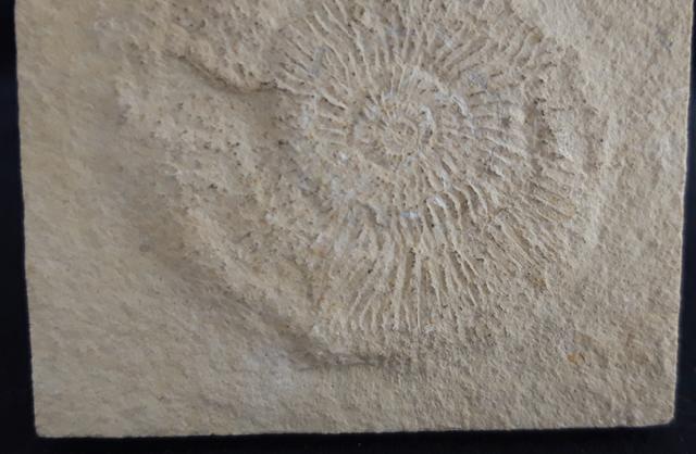 Subplanites rueppelianum QUENSTEDT 1888 - Bild &copy; FossNet FossilienStore